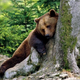 Illustration for article titled Ukraine Solves Its Alcoholic Bear Problem Just In Time For Euro 2012 (Also, Ukraine Had A Problem With Alcoholic Bears)
